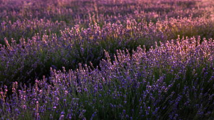 Fototapeta premium Lavendel in der Sonne - Lavender in the sun