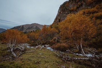 travel, stream, grass field, cloud, landscape, orange, trees forest, fallen leaves, tree, summer, green, forest, mountain, scenic, outdoor, natural, sky, nature