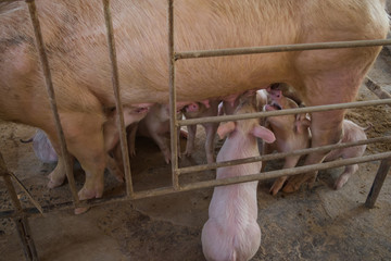 Many pigs are sucking mother's milk. And fought for milk as well