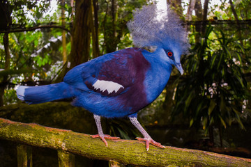 Victoria crowned pigeon in forest