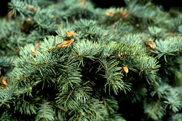 Green spruce summer afternoon in Riga