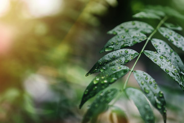 Closeup of Wet Green Leaf with Droplet in Natural Light. Rainy Season and Environment Concept....