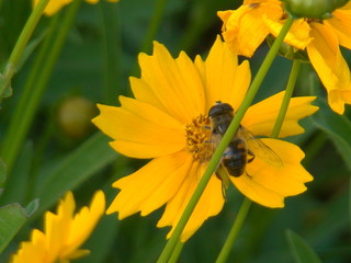 Bee processes a decorative flower