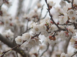 Blooming apricot in early spring