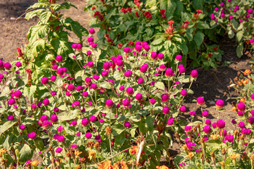 small raspberry flowers growing in southern Russia