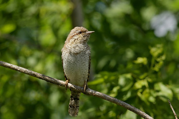 sparrow on a branch