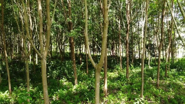 Plantation for the extraction of natural latex from rubber trees. Drone view.