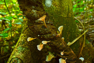 Naturally occurring mushrooms In forests with high humidity And mushrooms can also be used as food