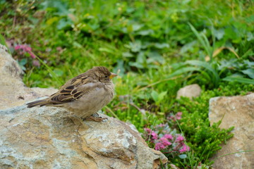 Sparrow sitting on a rock on the background of green land