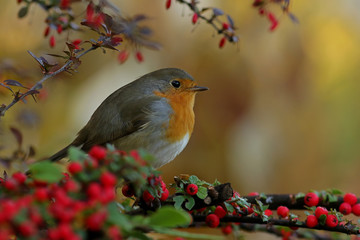 cardinal on a branch