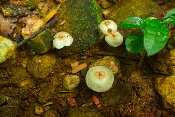 Naturally occurring mushrooms In forests with high humidity And mushrooms can also be used as food
