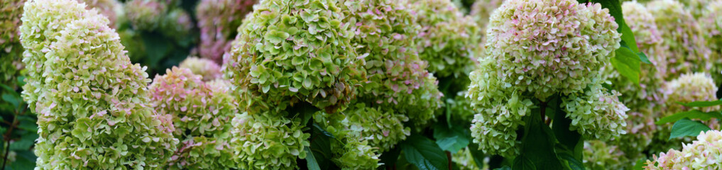 bunches of green hydrangea flowers, light green petals. panorama