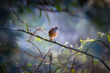 Small blue throat bird on the bush