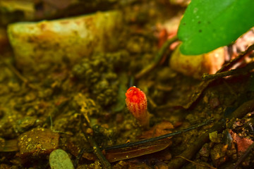 Naturally occurring mushrooms In forests with high humidity And mushrooms can also be used as food