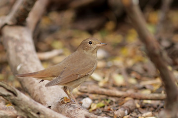robin on a branch