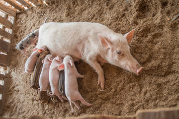 Many pigs are sucking mother's milk. And fought for milk as well