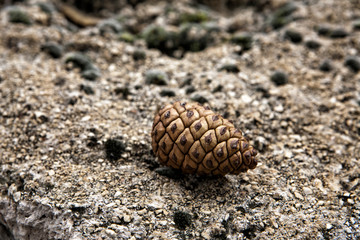 Ripe Pineapple closed in the ground, is a species that gives as a result the pinion, Spain 