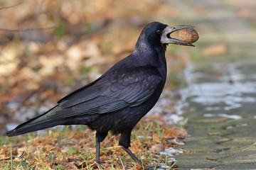 black crow on the grass