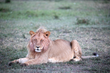 A male lions sitting down - Kenya