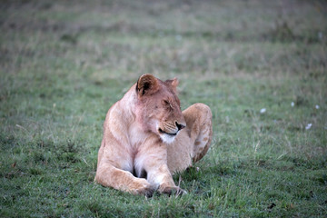 A male lions sitting down - Kenya