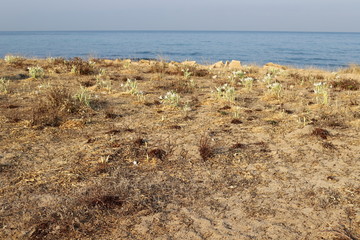 the deserted coast of the Mediterranean Sea in the north of the state of Israel