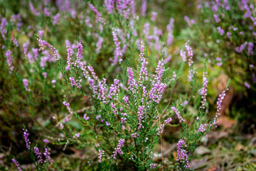 Obraz premium Purple summer flowers growing in the forest moss.