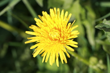spring plants and flowers
