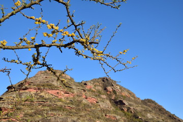 Obraz premium Monte florecido