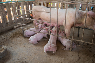 Many pigs are sucking mother's milk. And fought for milk as well