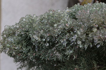 Plants with ice during winter time