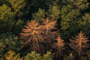 Spruce forest affected by bark beetle on aerial view