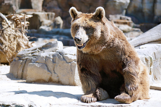 Brown bear (Ursus arctos) resting