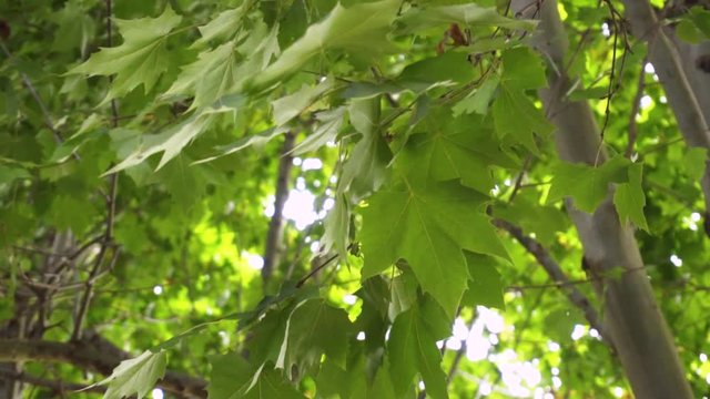 closeup on maple leaves in sunny day