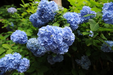 紫陽花