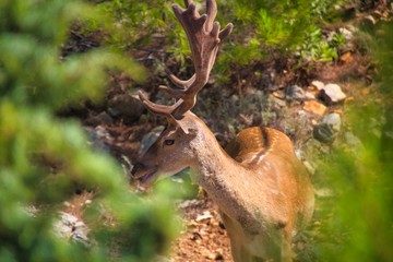 Schönheit in freier Natur 