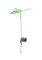 Growing plant, with root isolated on white background, clipping path. Concept of ecology, environmental protection, nature, and care.