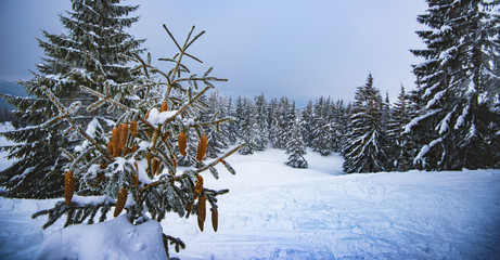 Beautiful winter forest landscape with small fir