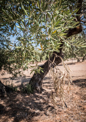 Olive trees infected by the dreaded bacteria called Xylella fastidiosa, is known in Europe as the ebola of the olive tree, Jaen, Andalucia, Spain