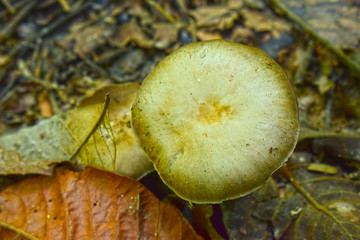 Naturally occurring mushrooms In forests with high humidity And mushrooms can also be used as food