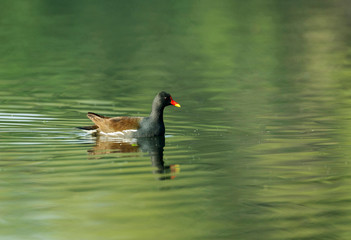 Common Moorhen, Gallinula chloropus,  Bharatpur, Rajasthan, India