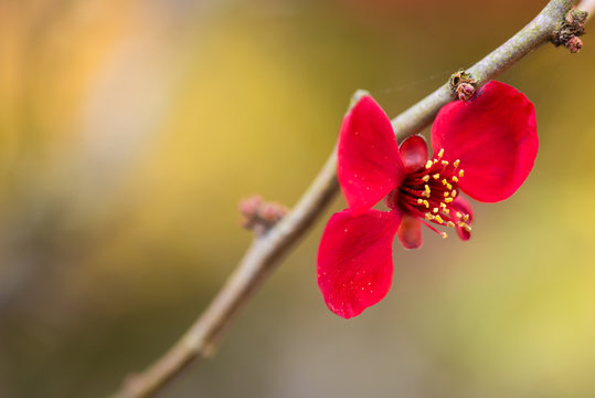 Close up of red flowers with yellow stamens, which bloom in the autumn. Background is shallow depth of field.
