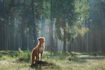 dog in a foggy forest. Walk with your pet. Nova Scotia Duck Tolling Retriever in nature