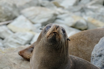 New Zealand fur seal near Kaikoura, New Zealand