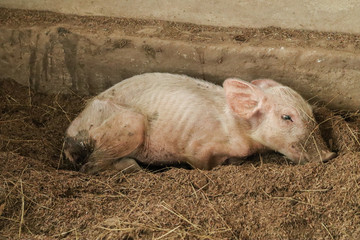 Small pig is sick Lying on the farm