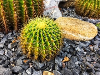 cactuses in the garden