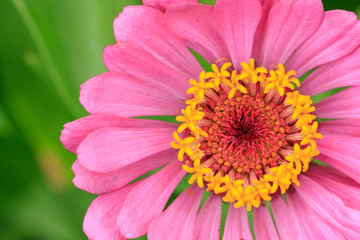 pink flower