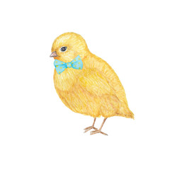 Watercolor hand drawn yellow chiken gentleman with bow. Cute illustration with chikens baby. Colorful easter bird on white background. Element for your design for invitation, poster, card, banner.