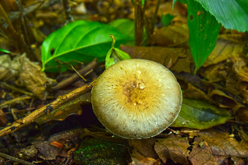 Naturally occurring mushrooms In forests with high humidity And mushrooms can also be used as food