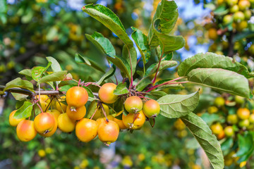 The branch of Malus baccata or Siberian crab apple tree with tiny red and orange cherry apples