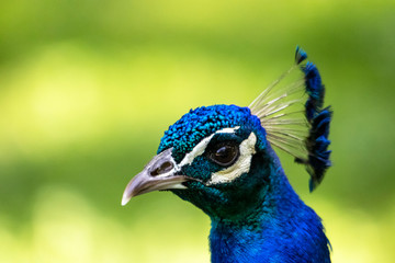 T&ecirc;te de paon bleu en gros plan